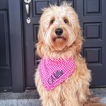 BOGO Bandanas Anniversary Sale