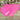 Hot Pink Polka Dot Dog Bandana