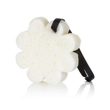 Edelweiss Elevation Boxed Flower