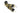 Army Green CAMO Strap with Gold hardware