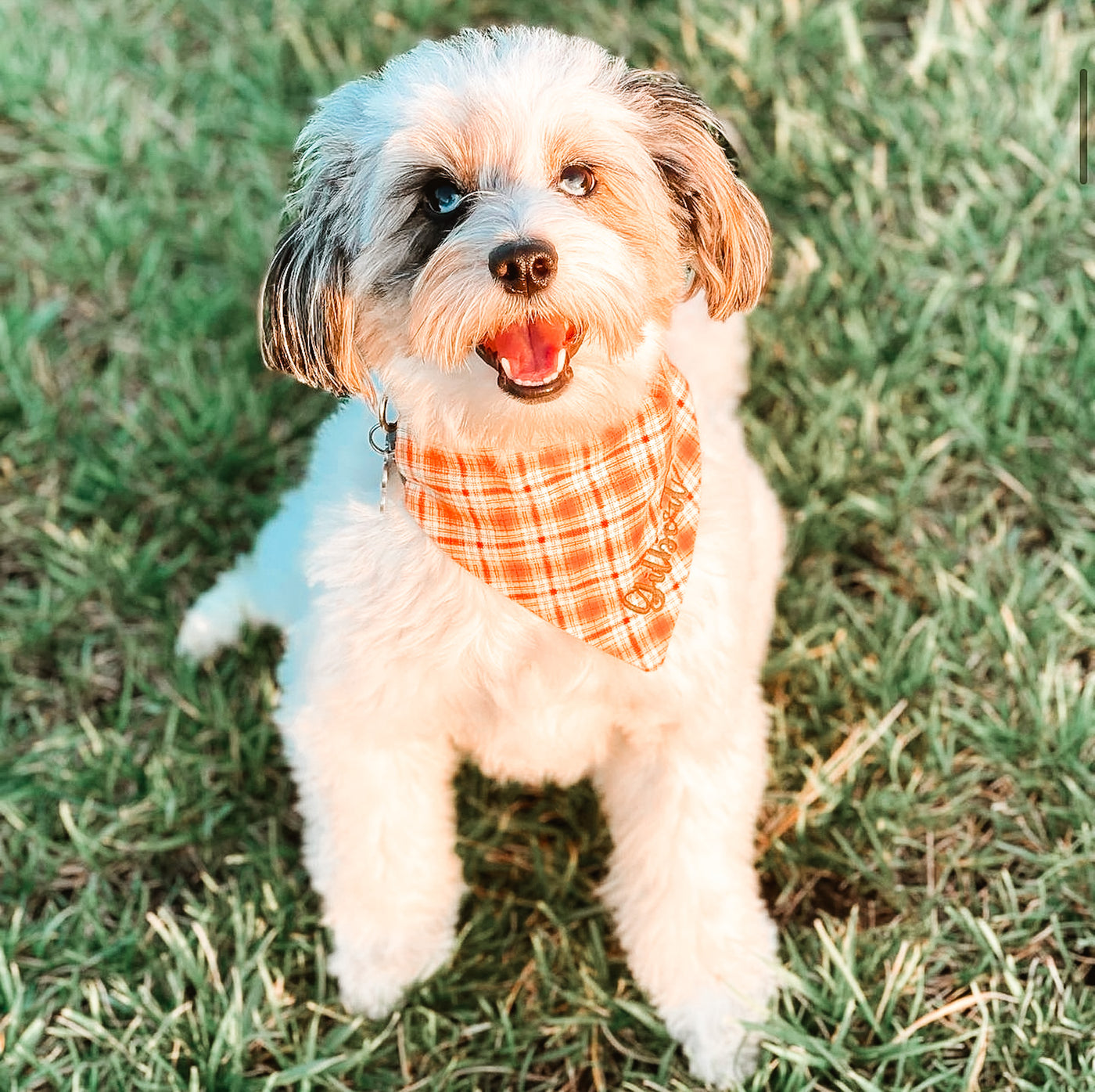 Fall Grey Plaid Dog Bandana