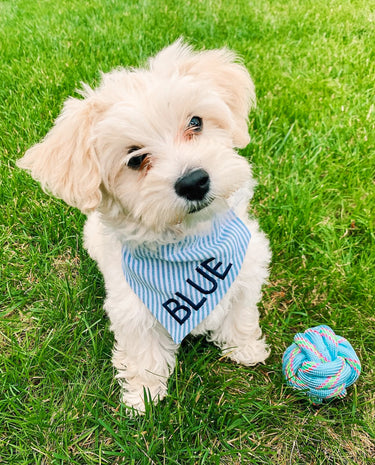 Blue Seersucker Dog Bandana