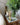 Kyoto in Bloom Diffuser by Glasshouse