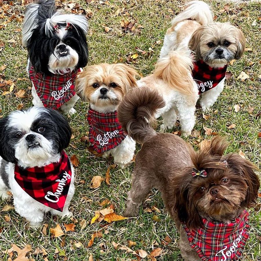 Four Posh Pups Monthly Bandana Membership
